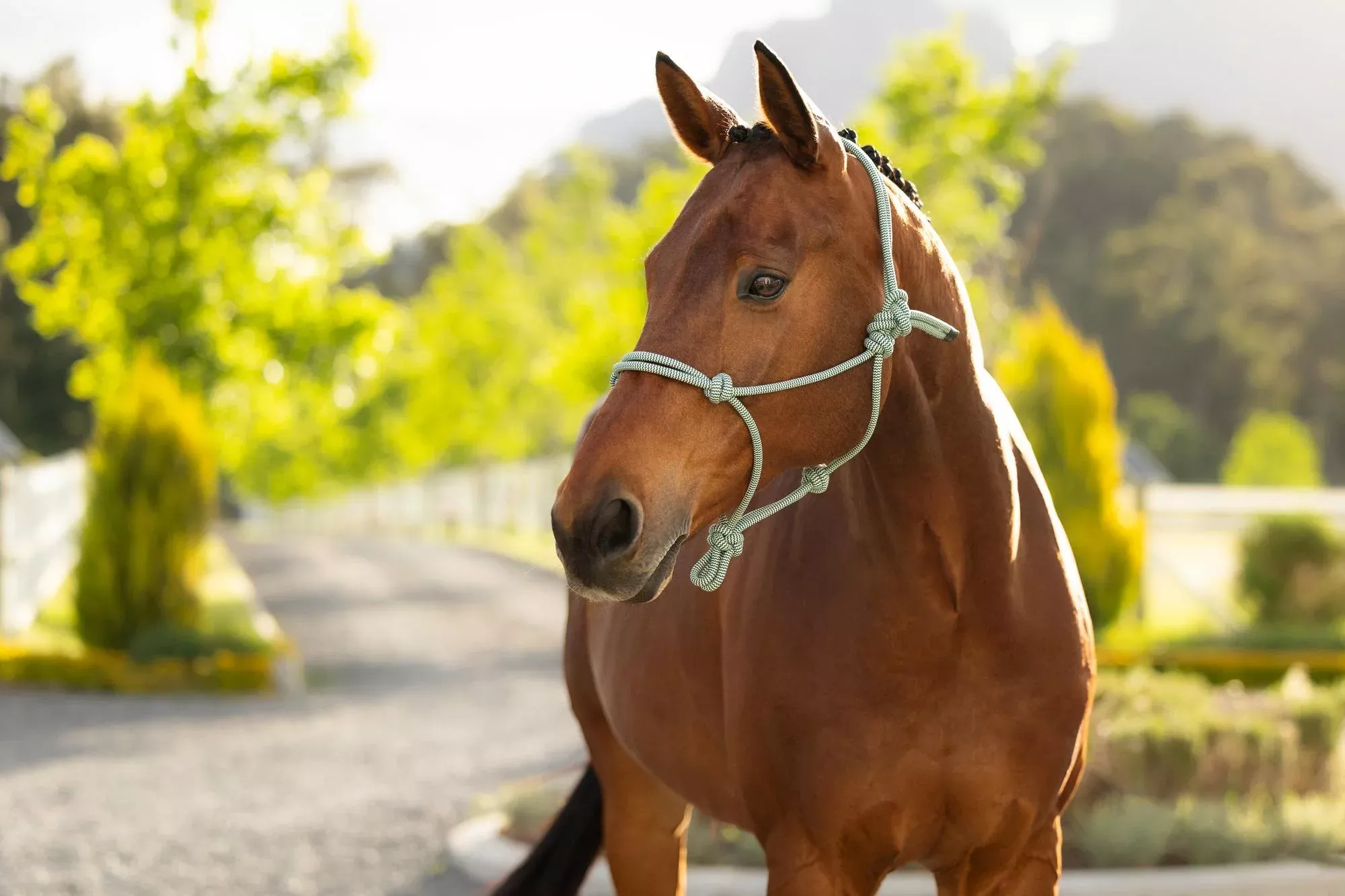 Lemieux Rope Halter - Macaron