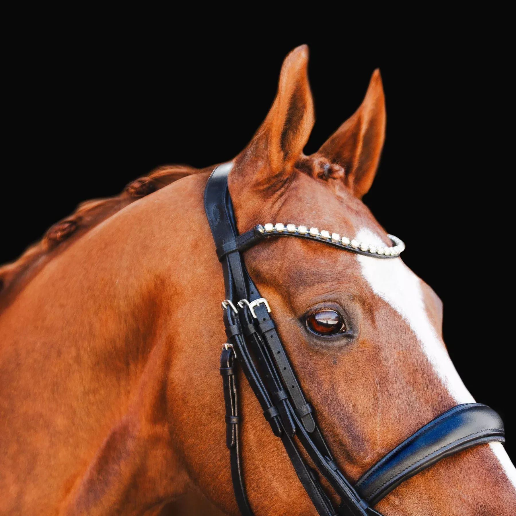 Lumiere Abigail Double Bridle Cob