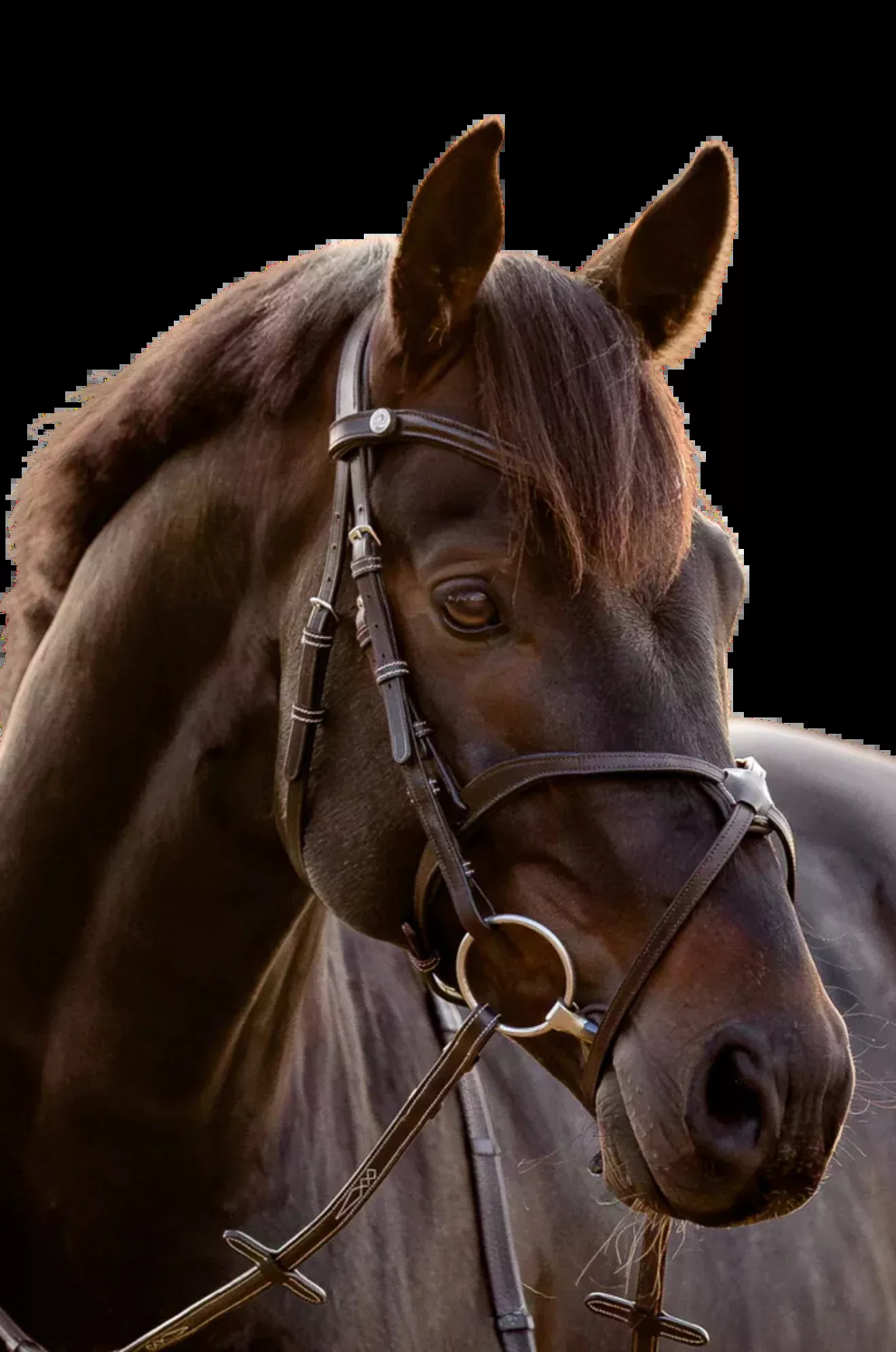 Lumiere Pia Grackle Bridle
