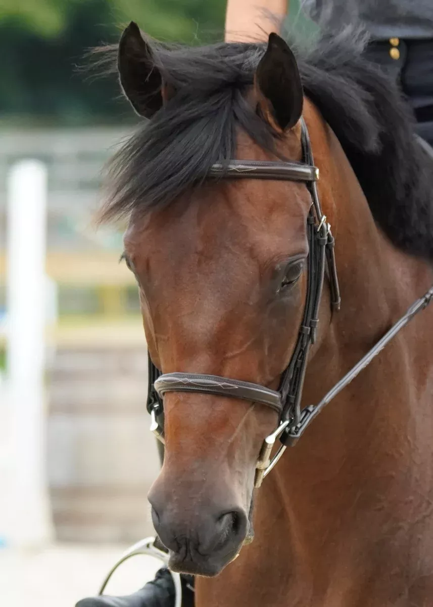 Marcel Toulouse Novice Hunter Bridle
