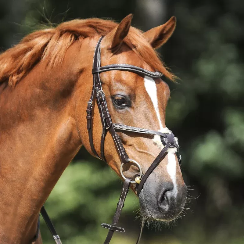 Mexican Bridle Diandro
