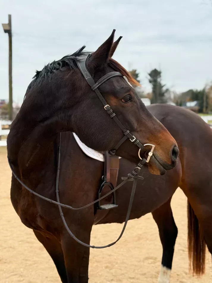Millbrook Freedom Bridle