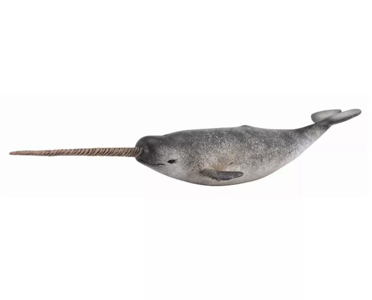 Narwhal