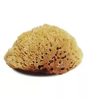 Natural Sea Sponge - Large