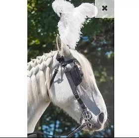 Ostrich Feather Bridle Plume