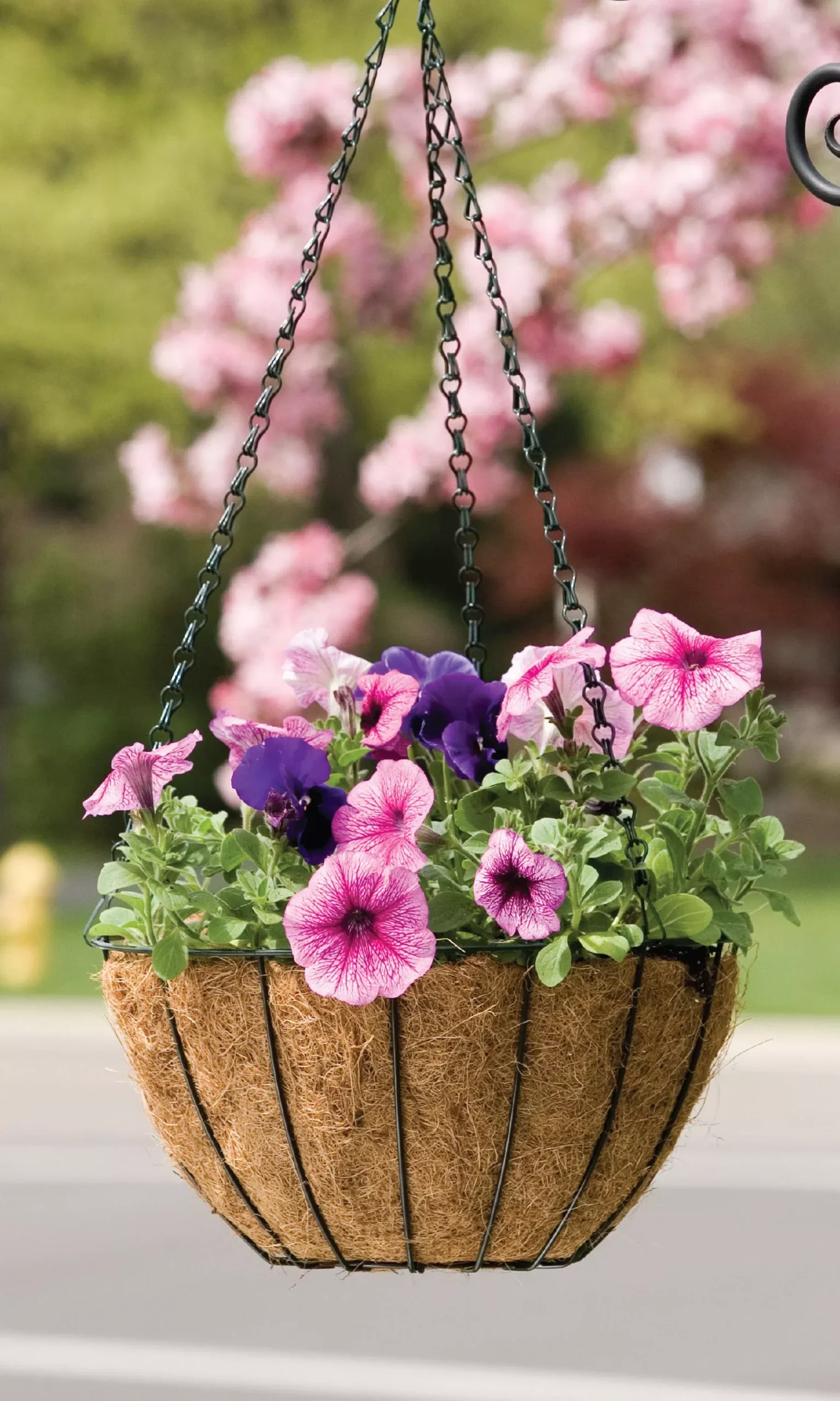 Panacea Growers Hanging Basket with Coco Liner 14 in Black