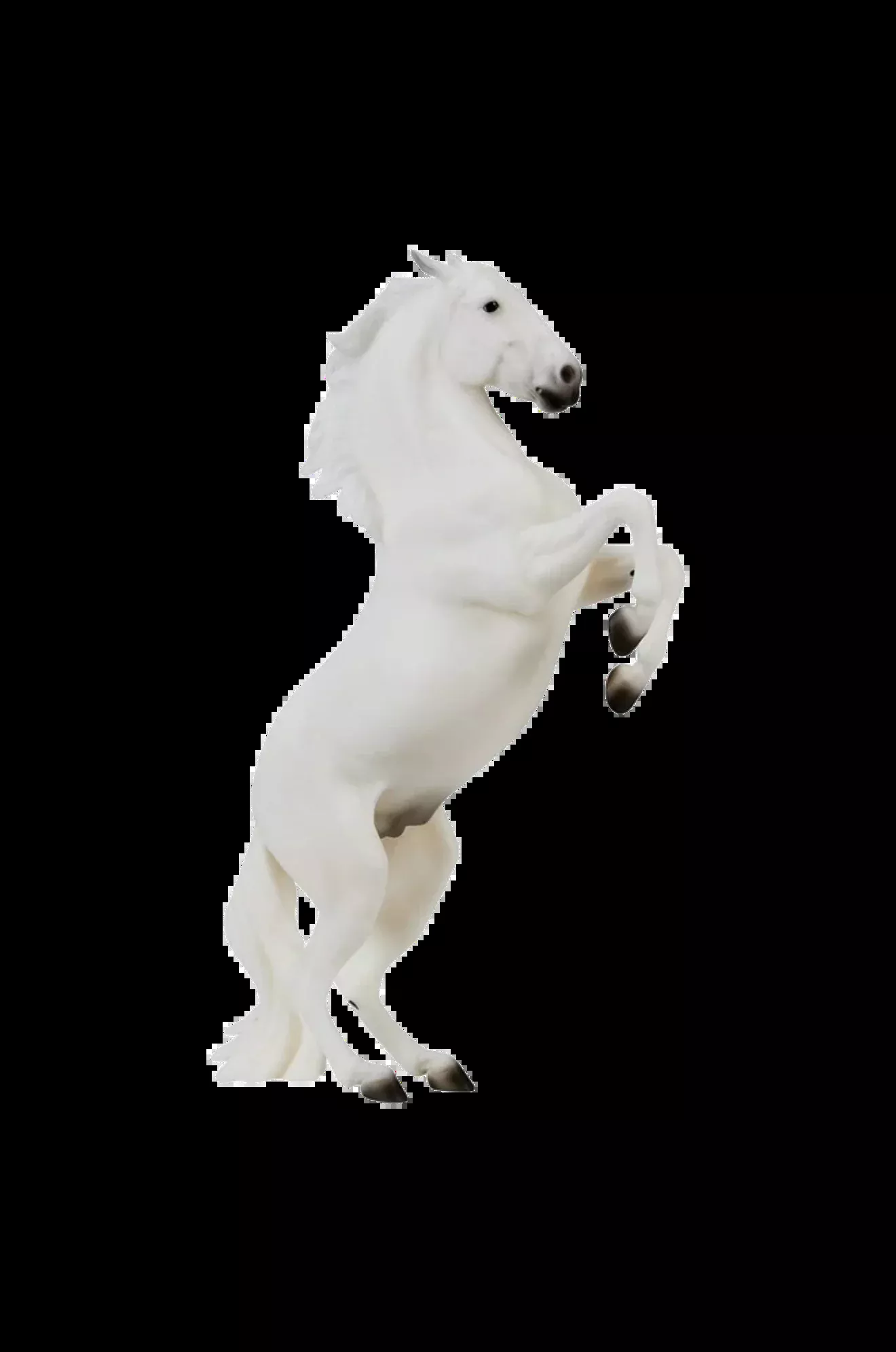 Pluto Gratia Lipizzaner