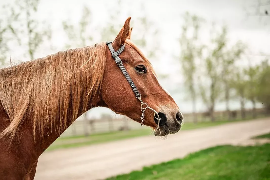 Premium Nylon Quick-Release One Ear Headstall