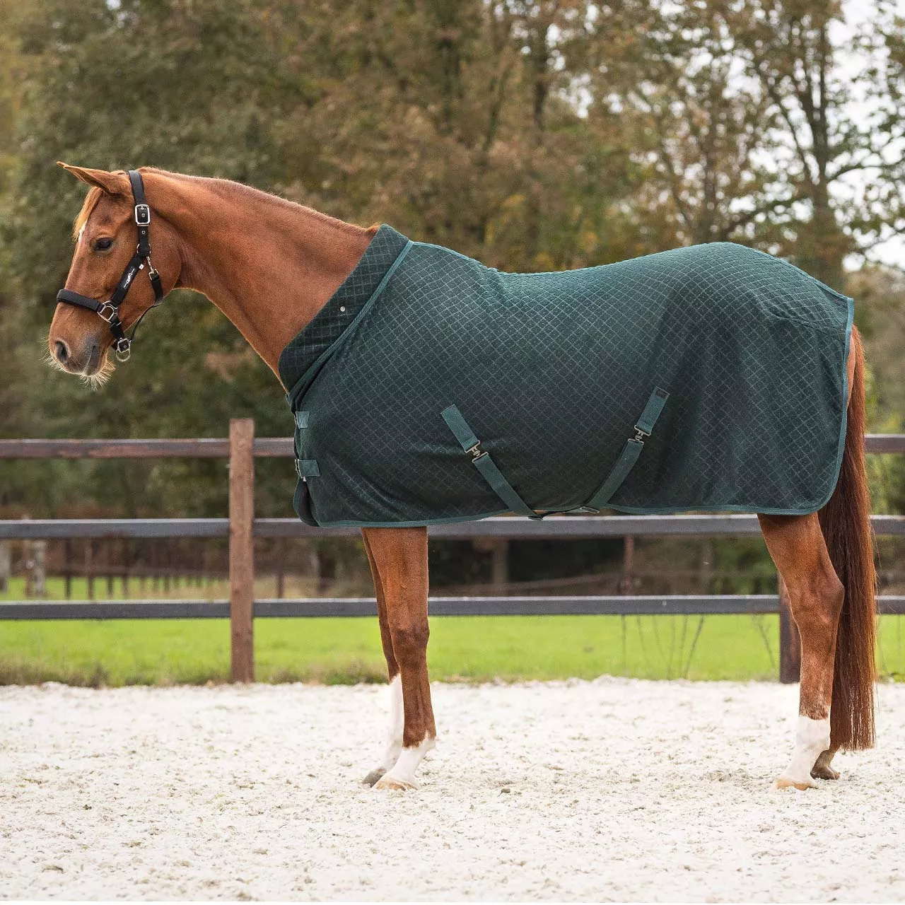 QHP Avelie Show Rug
