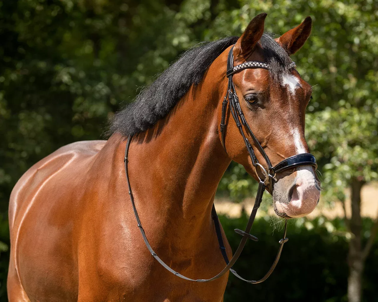 QHP Bridle Phaedra (Drop Noseband)