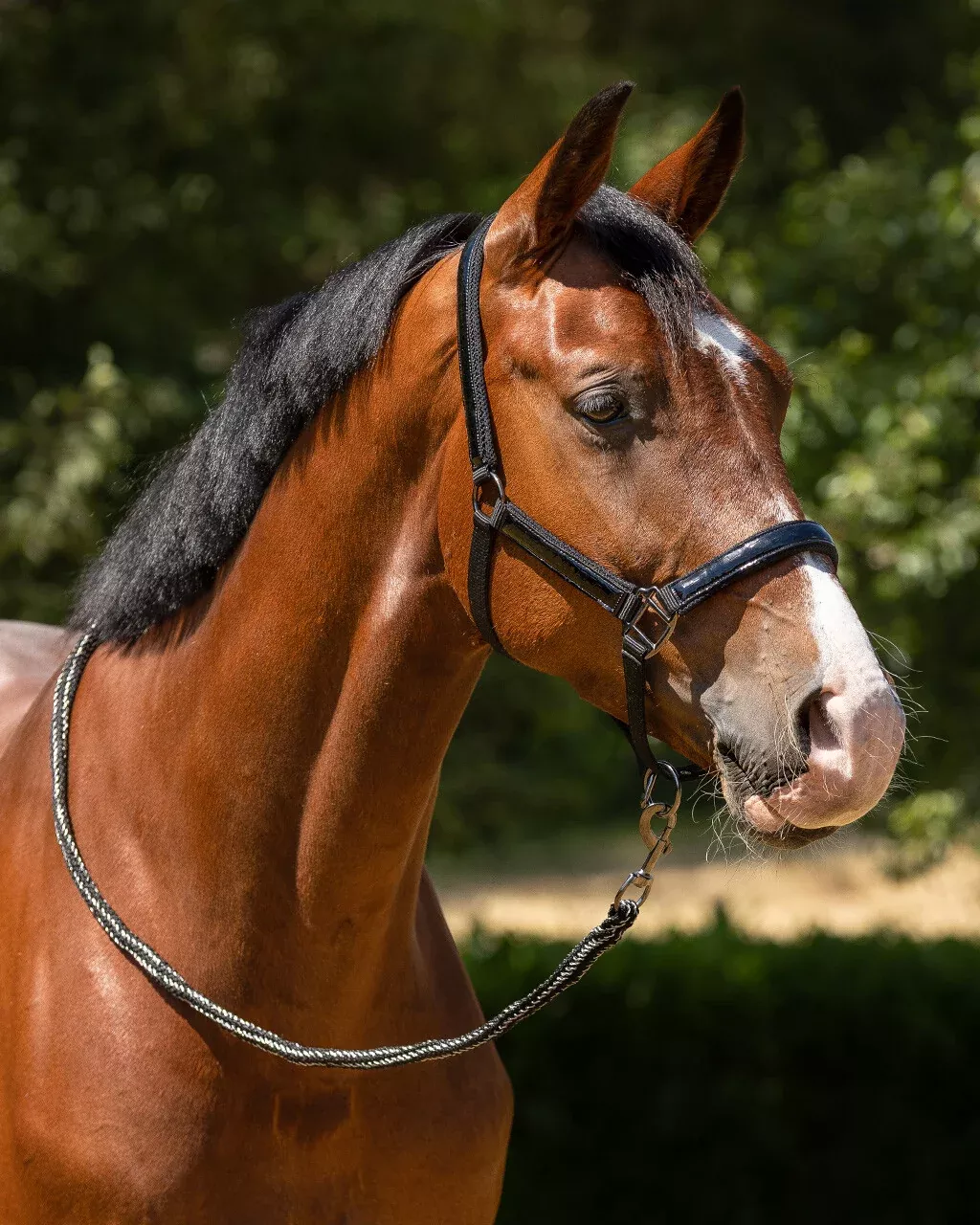 QHP Djune Head Collar Cob