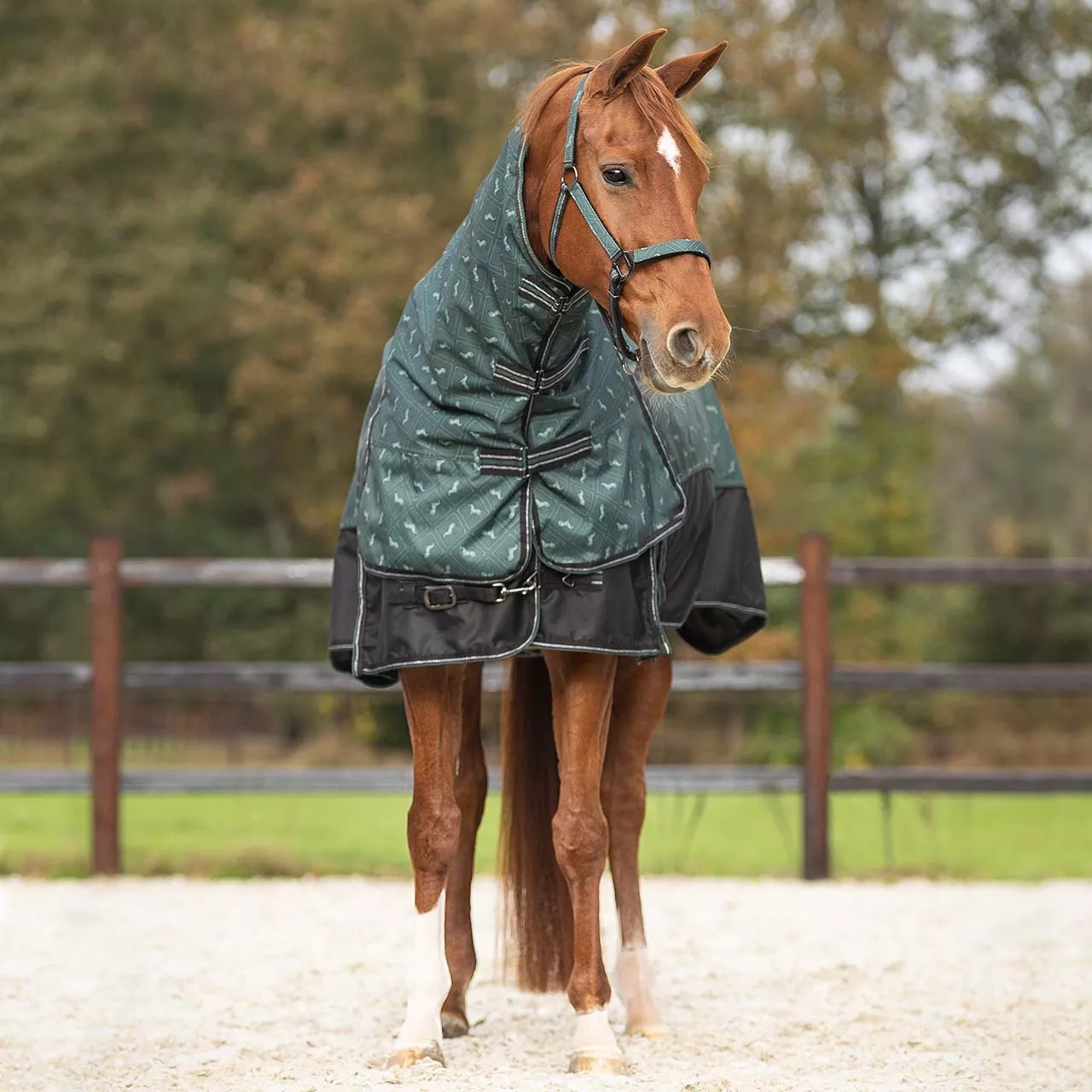 QHP Turnout Rug with Detachable Neck
