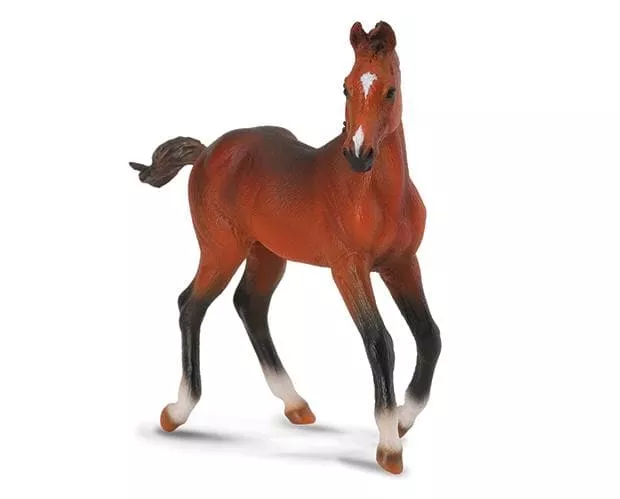 Quarter Horse Foal | Bay