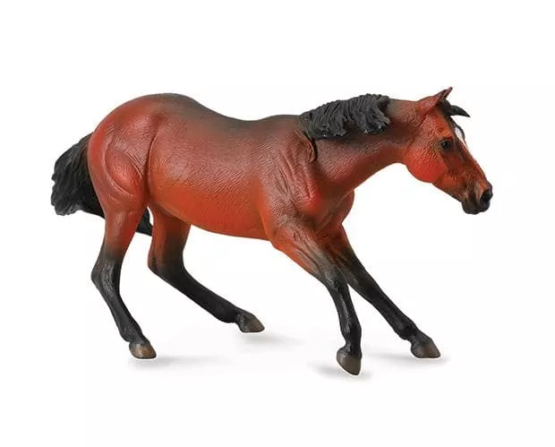 Quarter Horse Stallion | Bay