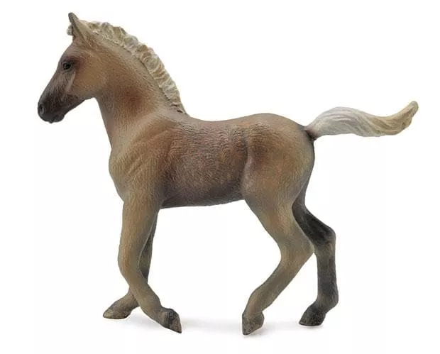 Rocky Mountain Horse Foal | Chocolate