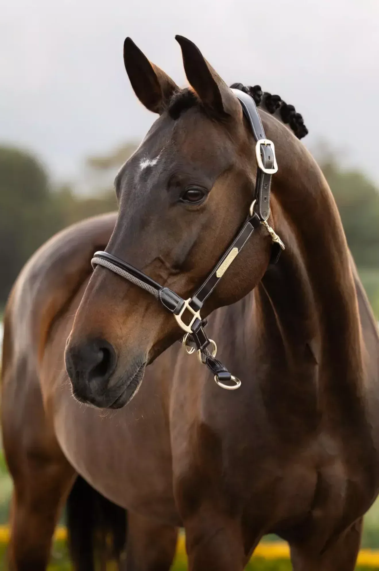 Rope Control Halter