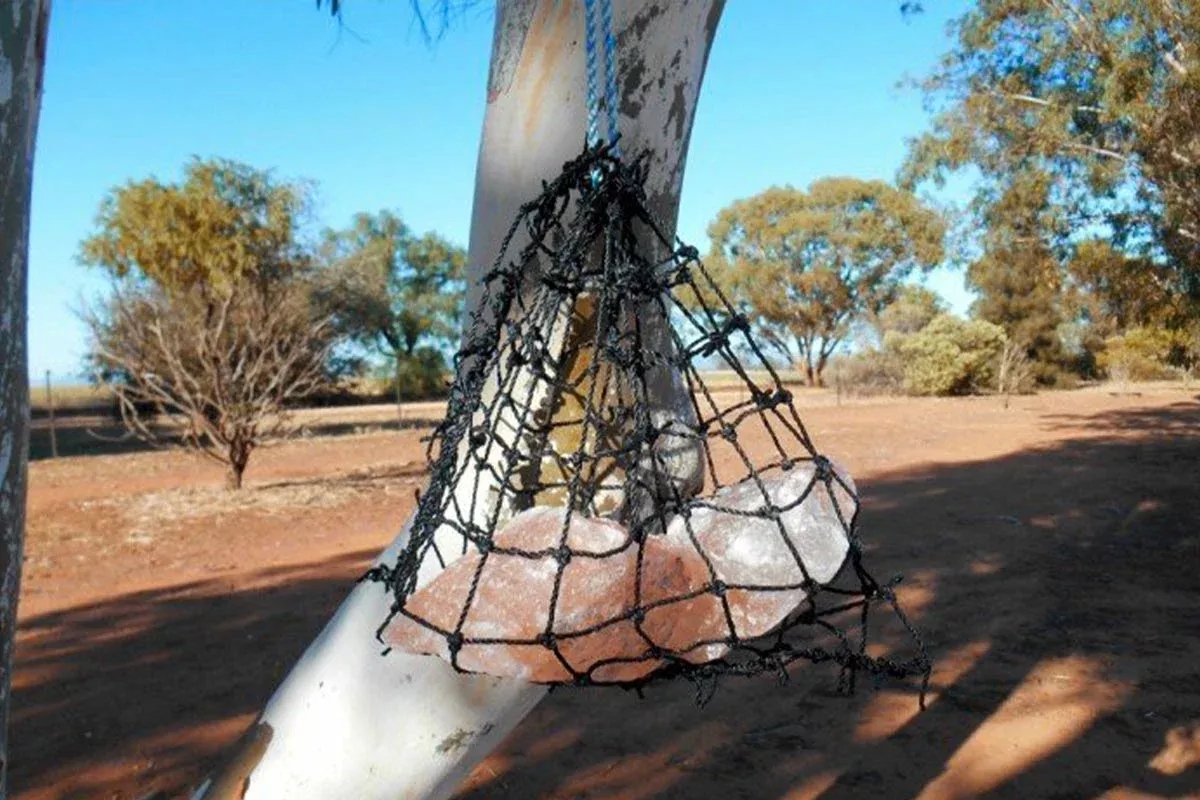 Salt Lick Net