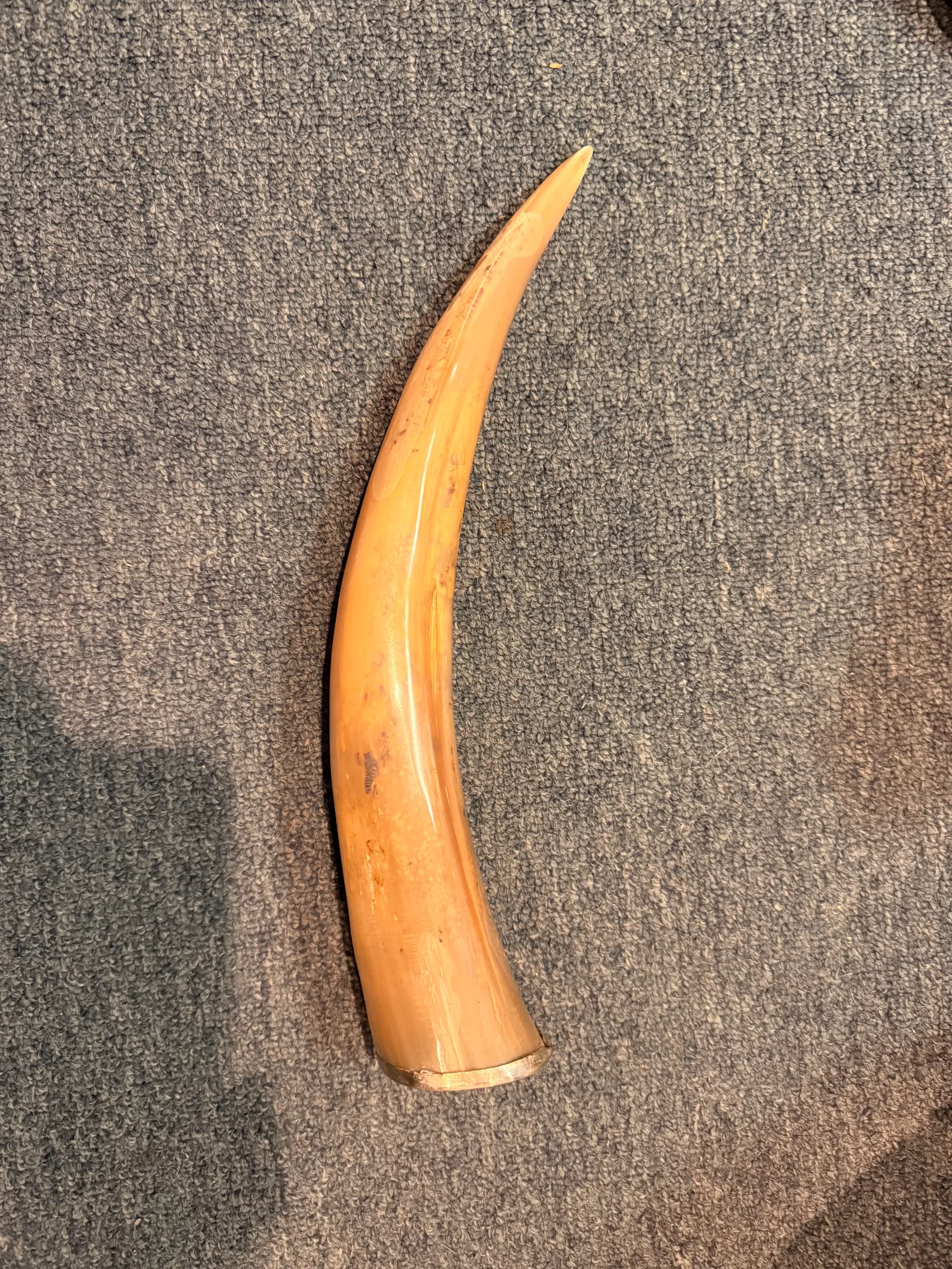 Silver capped bulls horn