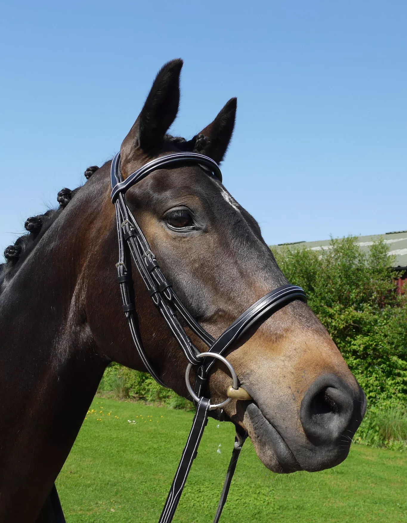 Silver Crown cavesson noseband without flash