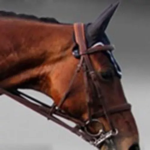 Silver Crown double bridle with leather reins