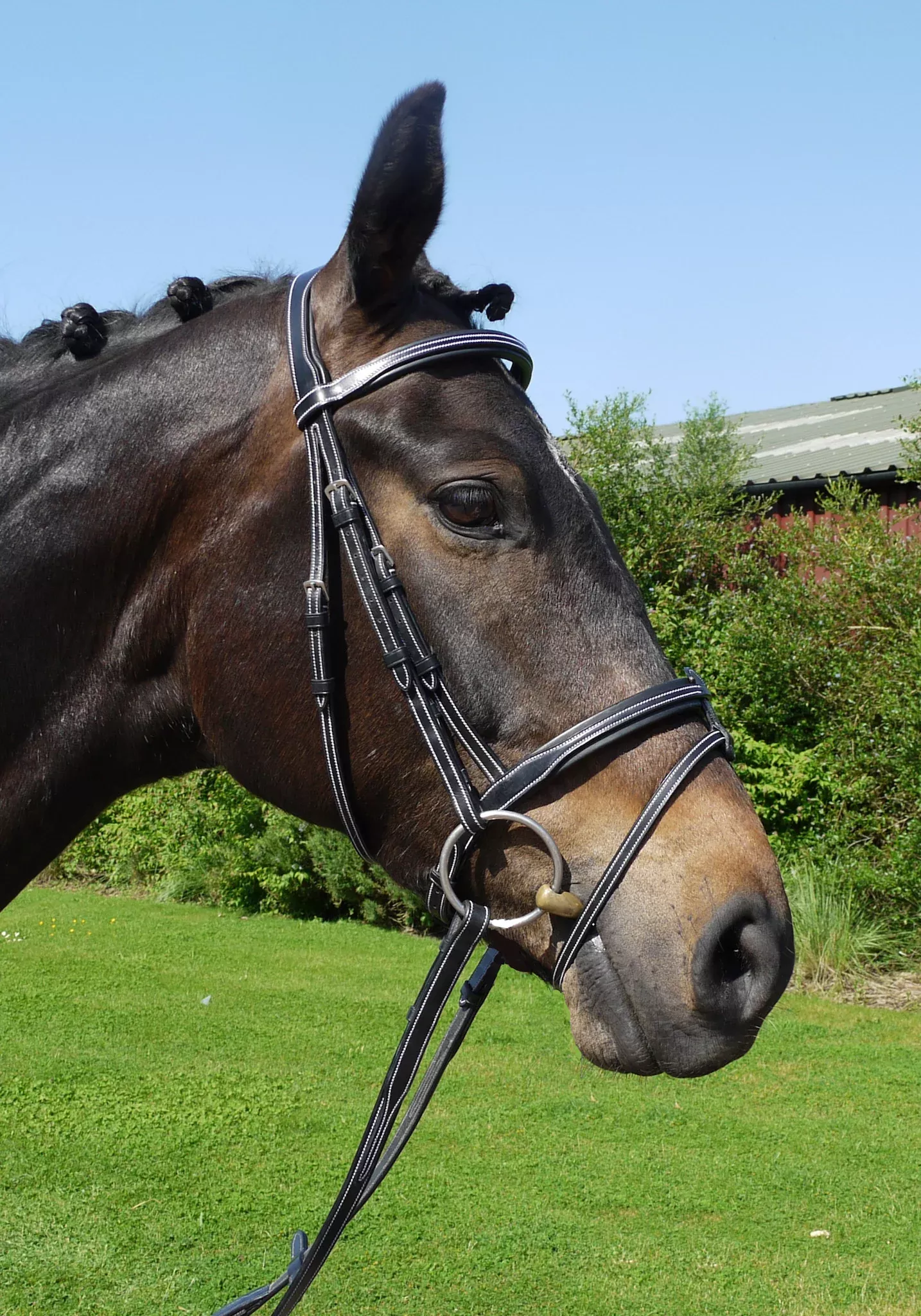Silver Crown flash-US noseband (original version)