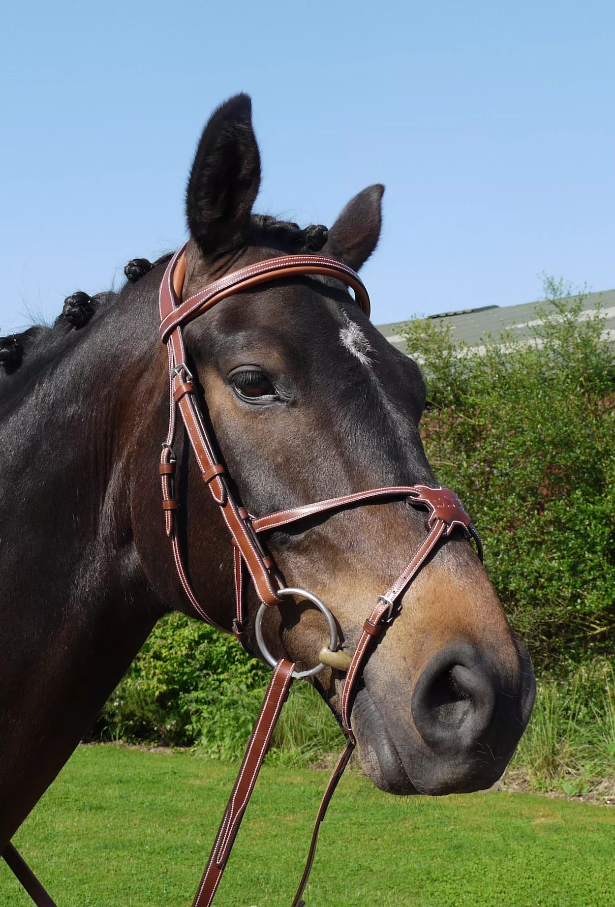 Silver Crown grackle noseband