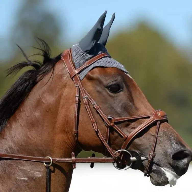Silver Crown Spider noseband