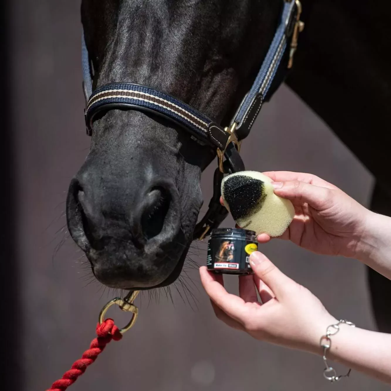 Smart Grooming Equine Make Up
