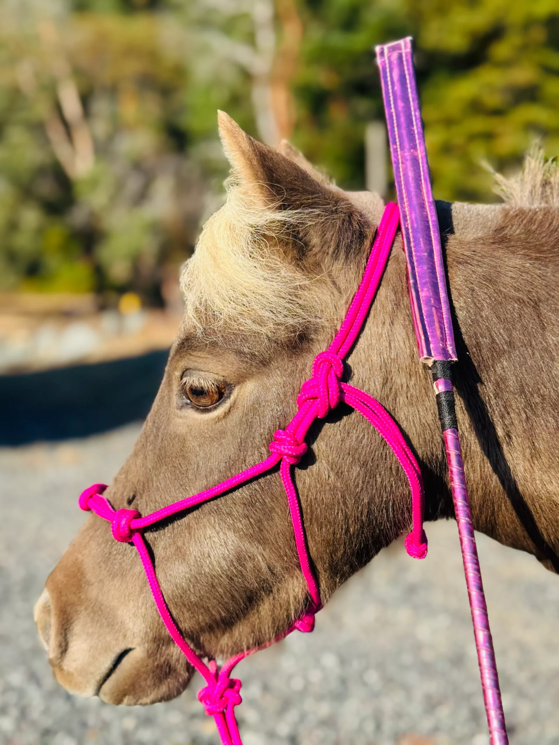 Star Point Leather Popper Horse Training Stick 40"