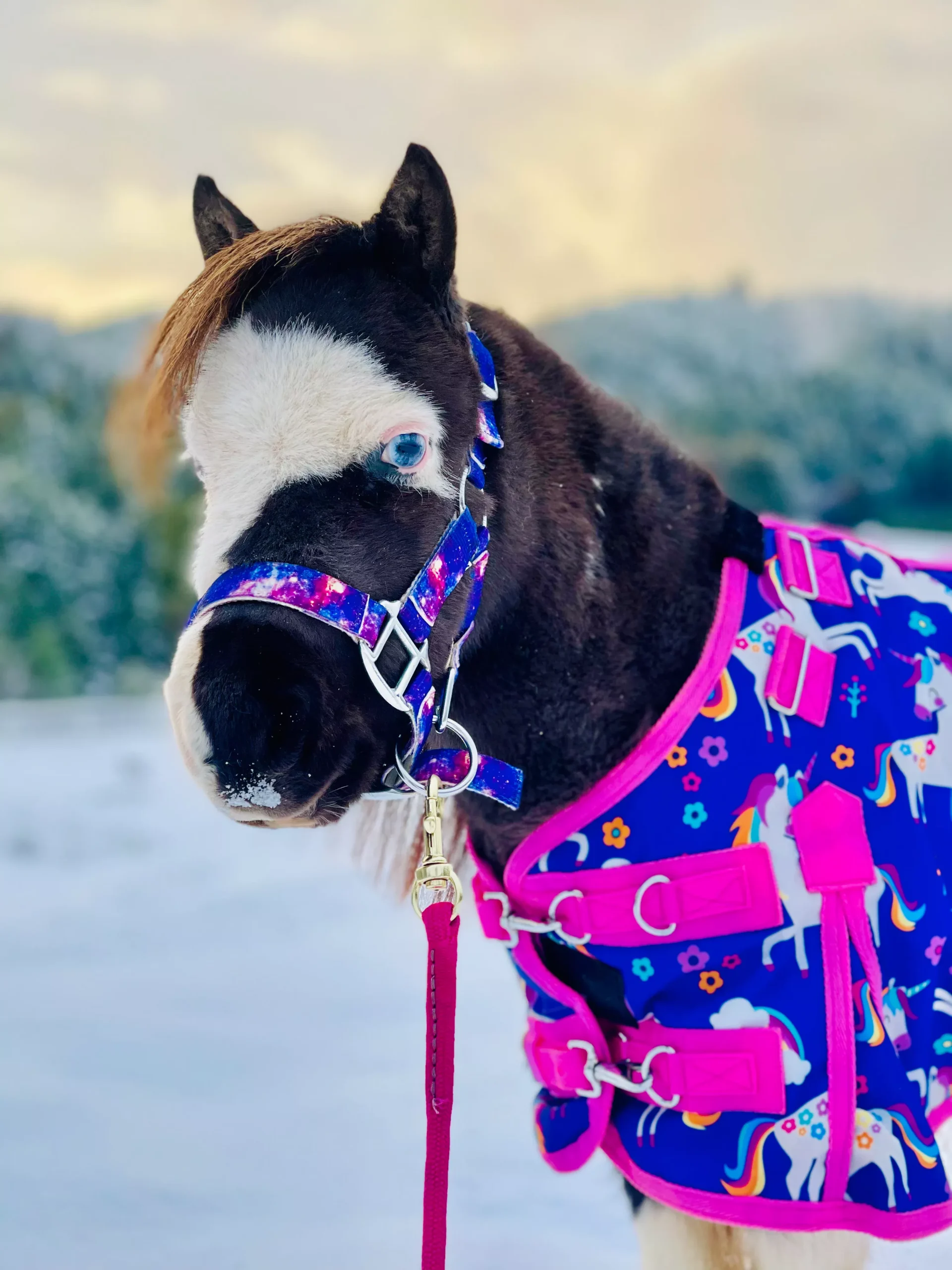 Star Point Printed Halter - Mini, Pony & Horse Size