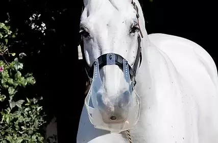 Thinline Grazzing Muzzle Cob/Horse