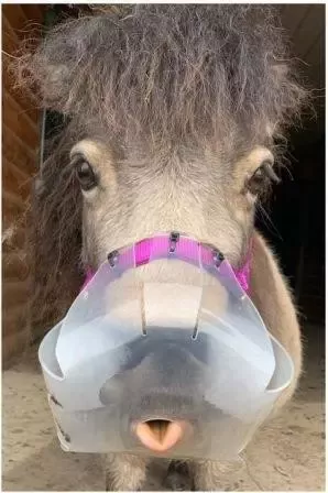 Thinline Grazzing Muzzle Mini/Pony