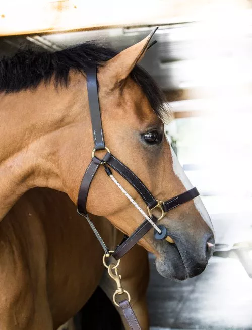 ThinLine Halter Busy Buddy - Reg Size