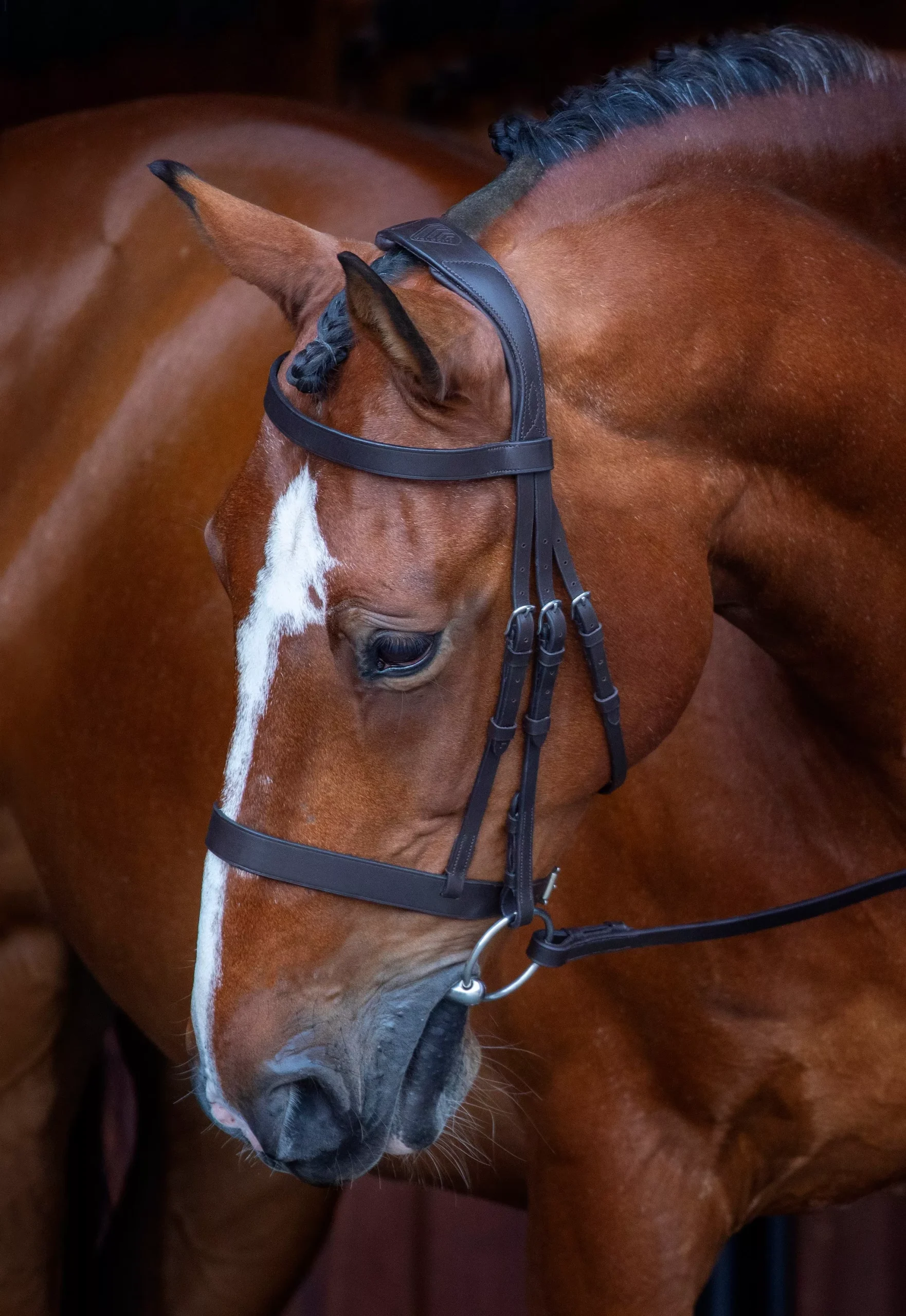 Velociti Hunter Bridle