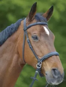 Waldhausen Star Bitless Bridle