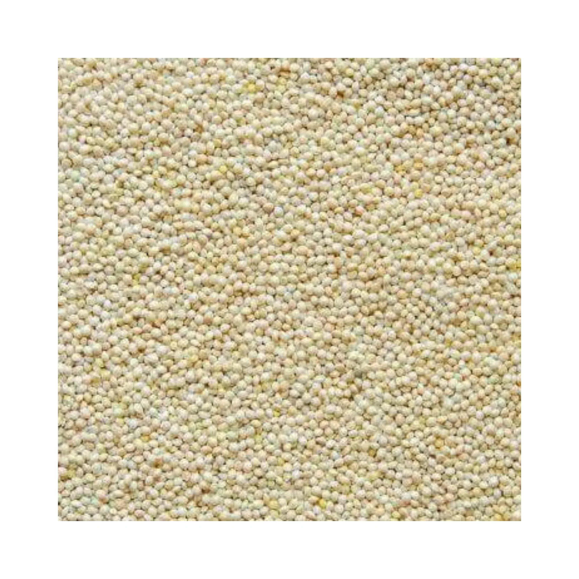 White Millet Seed