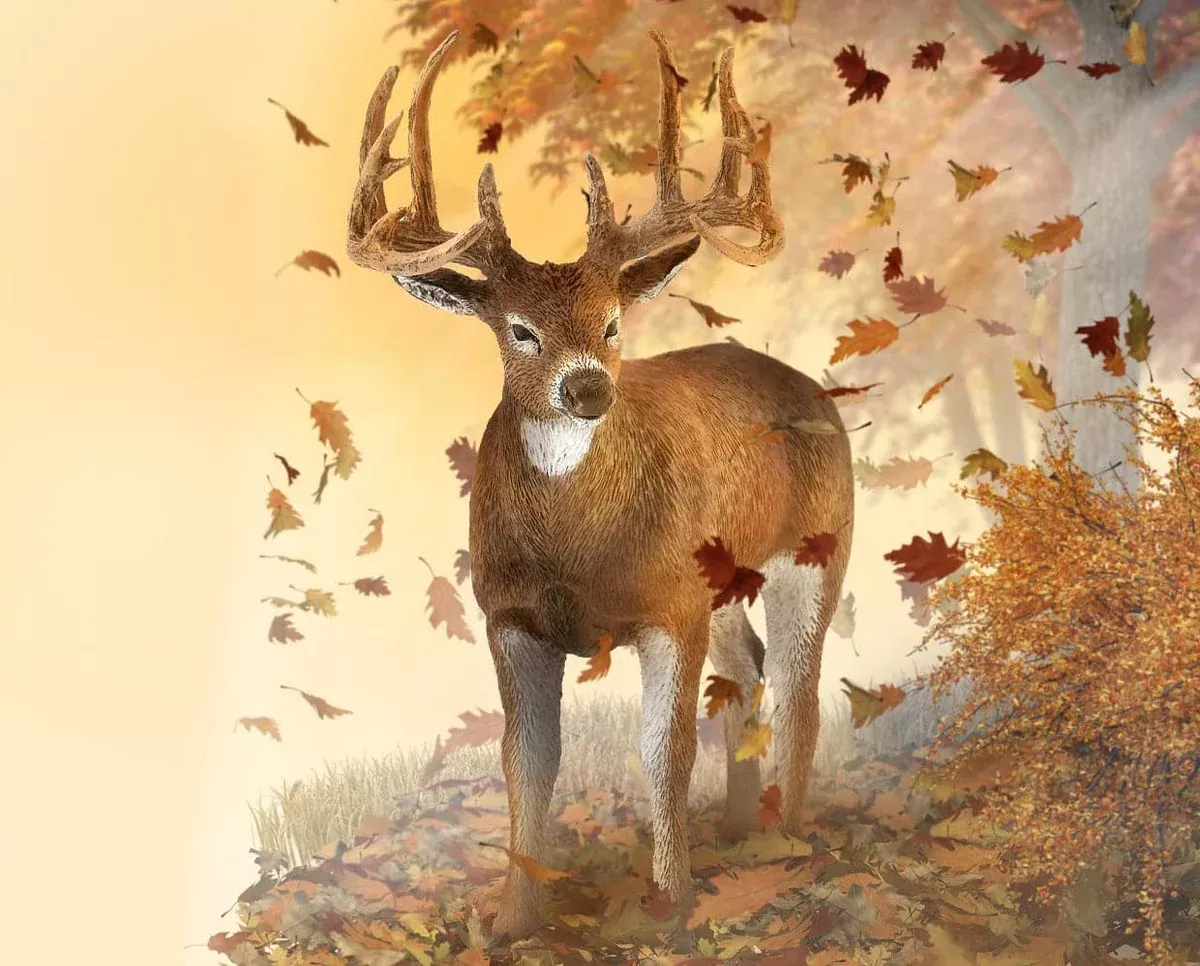 White-Tailed Deer