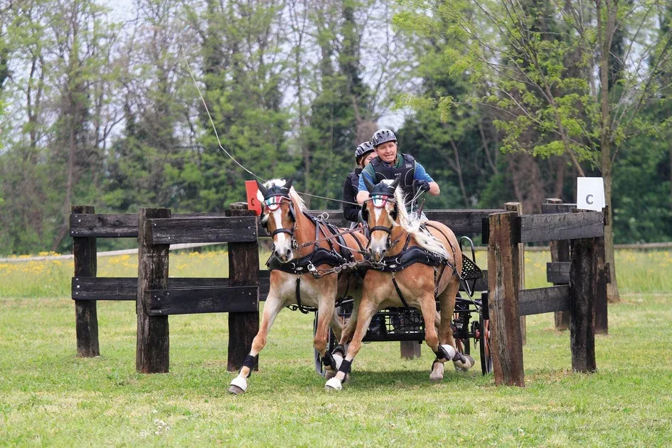 Zilco Classic Pair Harness with Empathy Breastplates