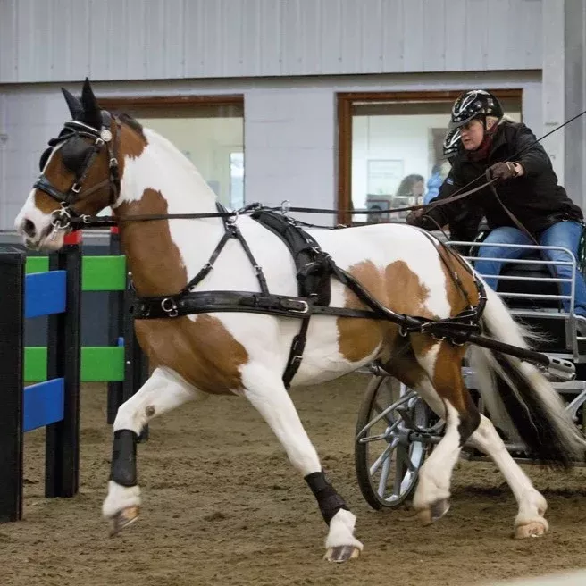 Zilco Classic Single Harness - Horse Size
