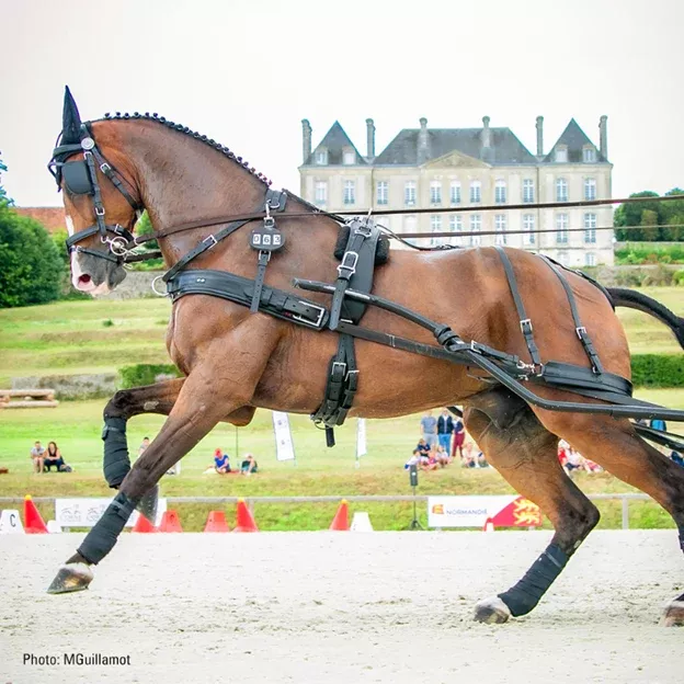 Zilco Elite Single Harness - Horse Size