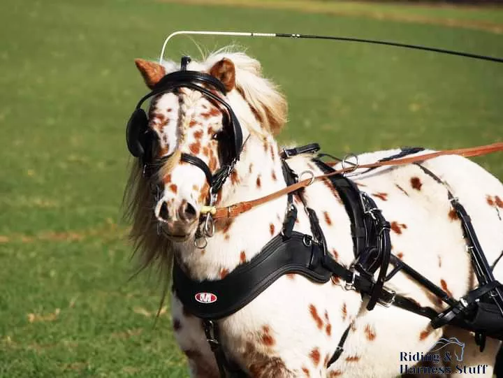 Zilco SL Harness Single Shetland and Small Pony - with Empathy Breastplate