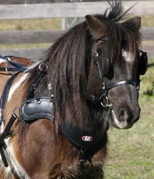 Zilco SL Sportz Single Harness - Shetland